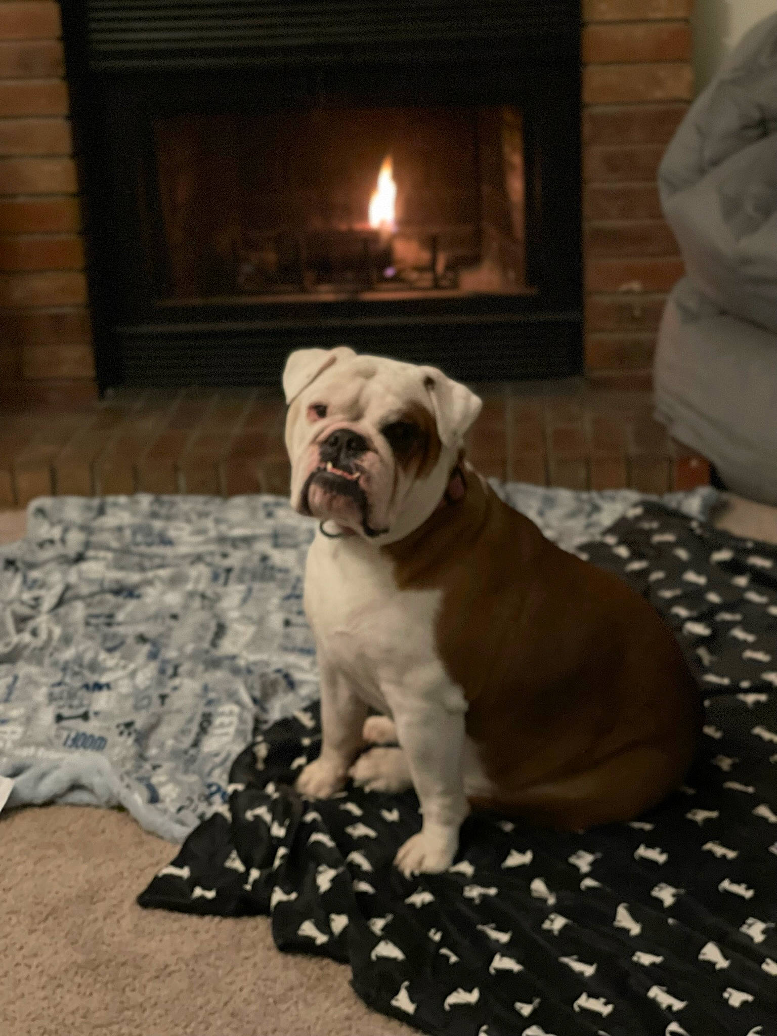 Zoey joined the competition — help win amazing prizes! bulldog, canidae, carnivore, comfort, companion_dog, dog, dog_breed, fawn, fireplace, floor, flooring, gas, hardwood, plant, snout, sporting_group, toy_dog, wood, working_animal, wrinkle