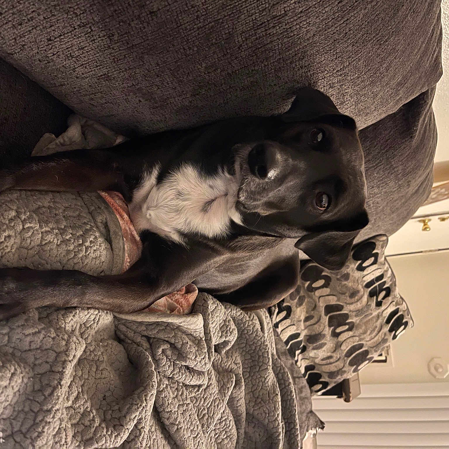 Avery is registered to the contest to win money with this photo: carnivore, comfort, dog, dog_breed, fur, grey, guard_dog, hat, linens, monochrome, monochrome_photography, pattern, room, sleeve, tints_and_shades, wood, wrinkle