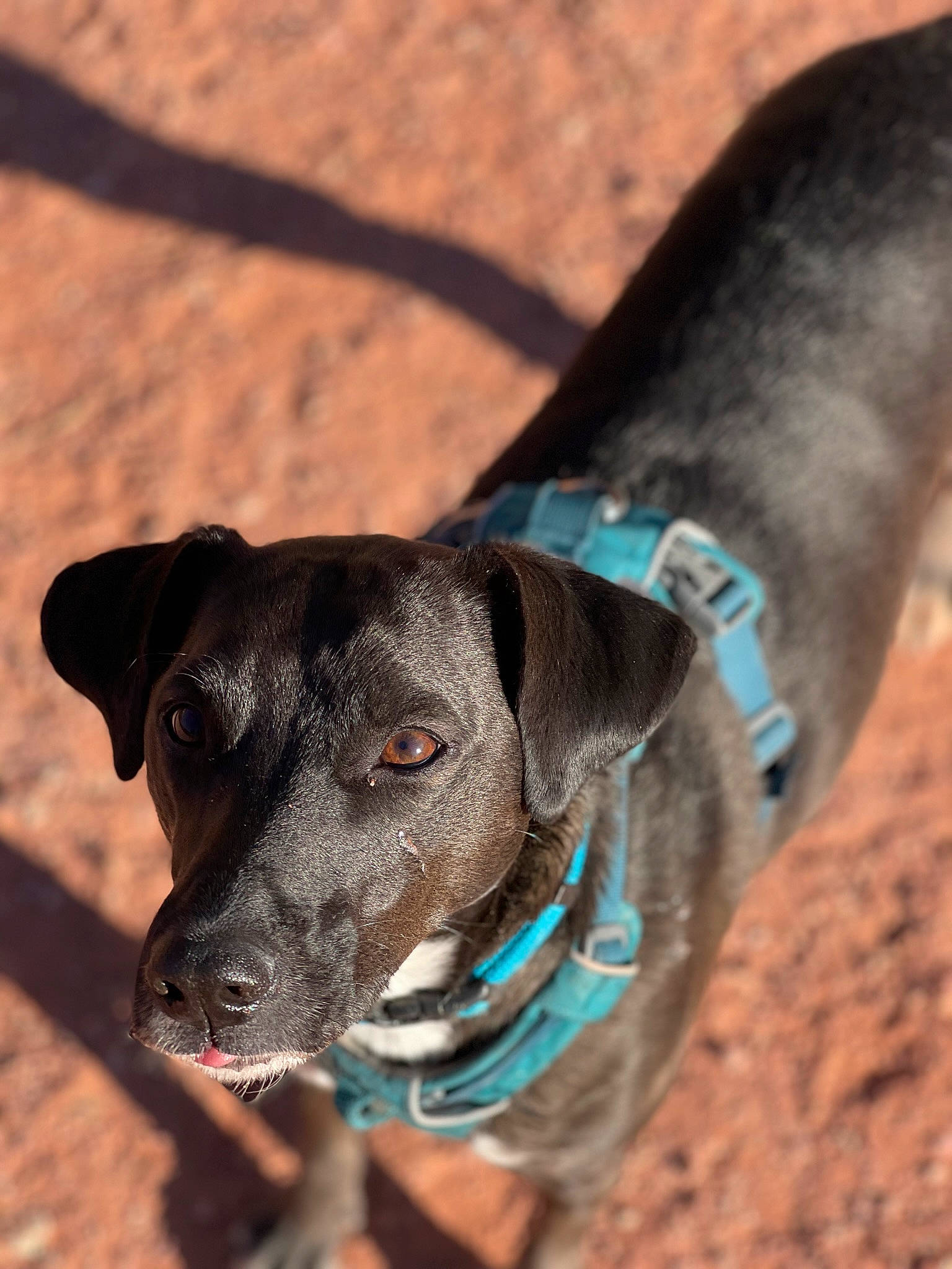 Avery joined the competition — help win amazing prizes! canidae, carnivore, collar, companion_dog, dog, dog_breed, dog_collar, dog_supply, electric_blue, fashion_accessory, fawn, guard_dog, leash, liver, pet_supply, snout, sporting_group, terrestrial_animal, whiskers, working_animal