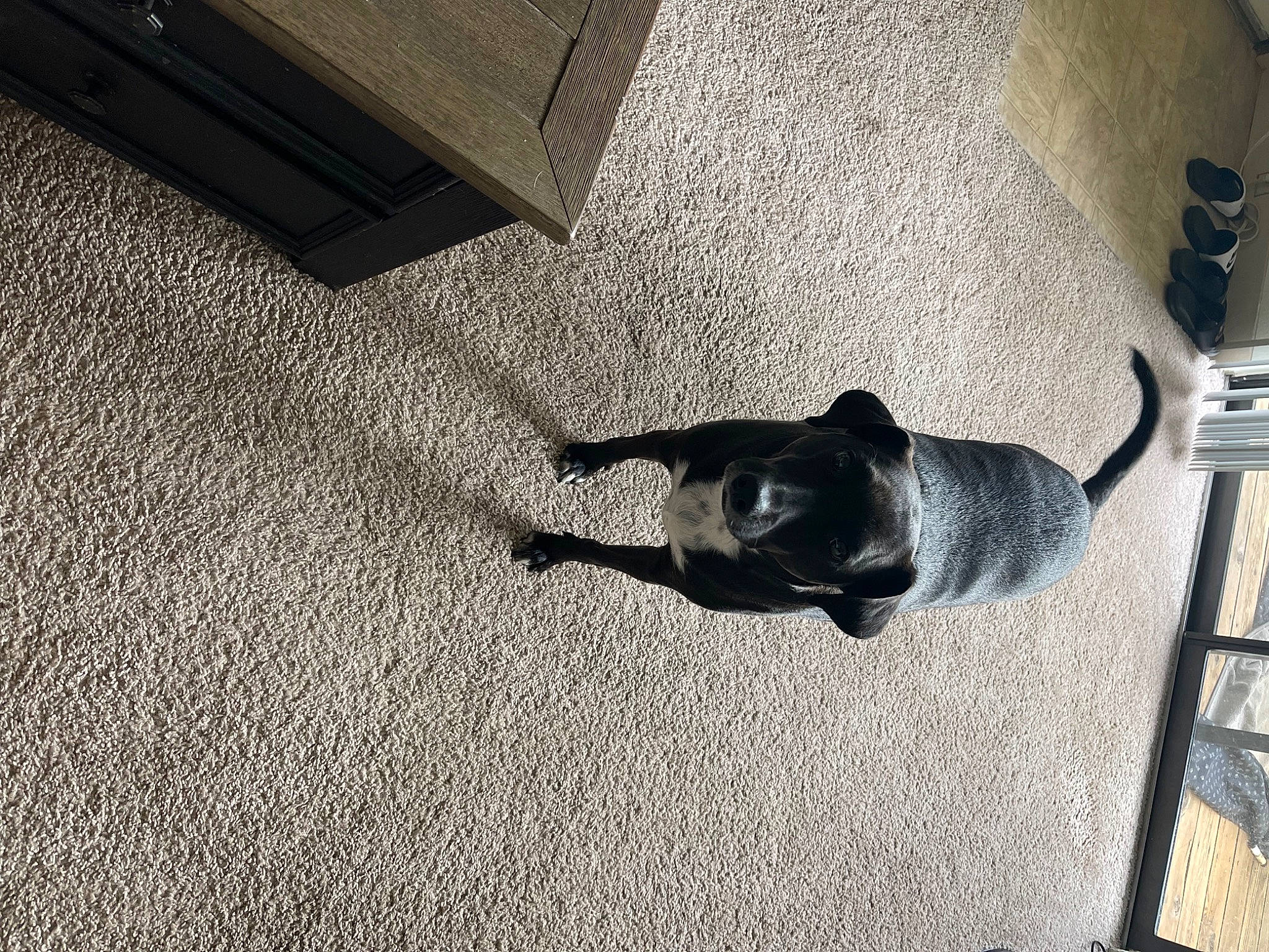 Avery joined the competition — help win amazing prizes! carnivore, carpet, comfort, companion_dog, dog, dog_breed, floor, flooring, fur, grey, hardwood, mammal, room, shade, shadow, sporting_group, tail, tints_and_shades, wood, working_animal