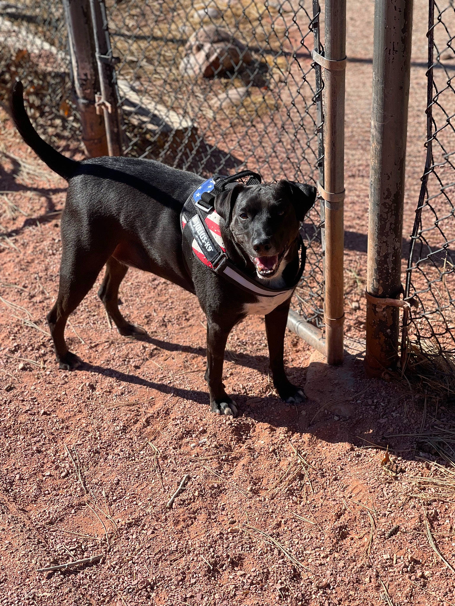 Avery joined the competition — help win amazing prizes! canidae, carnivore, collar, companion_dog, dog, dog_breed, dog_collar, dog_supply, fawn, fence, leash, mesh, pet_supply, shadow, snout, soil, sporting_group, tail, terrestrial_animal, working_animal