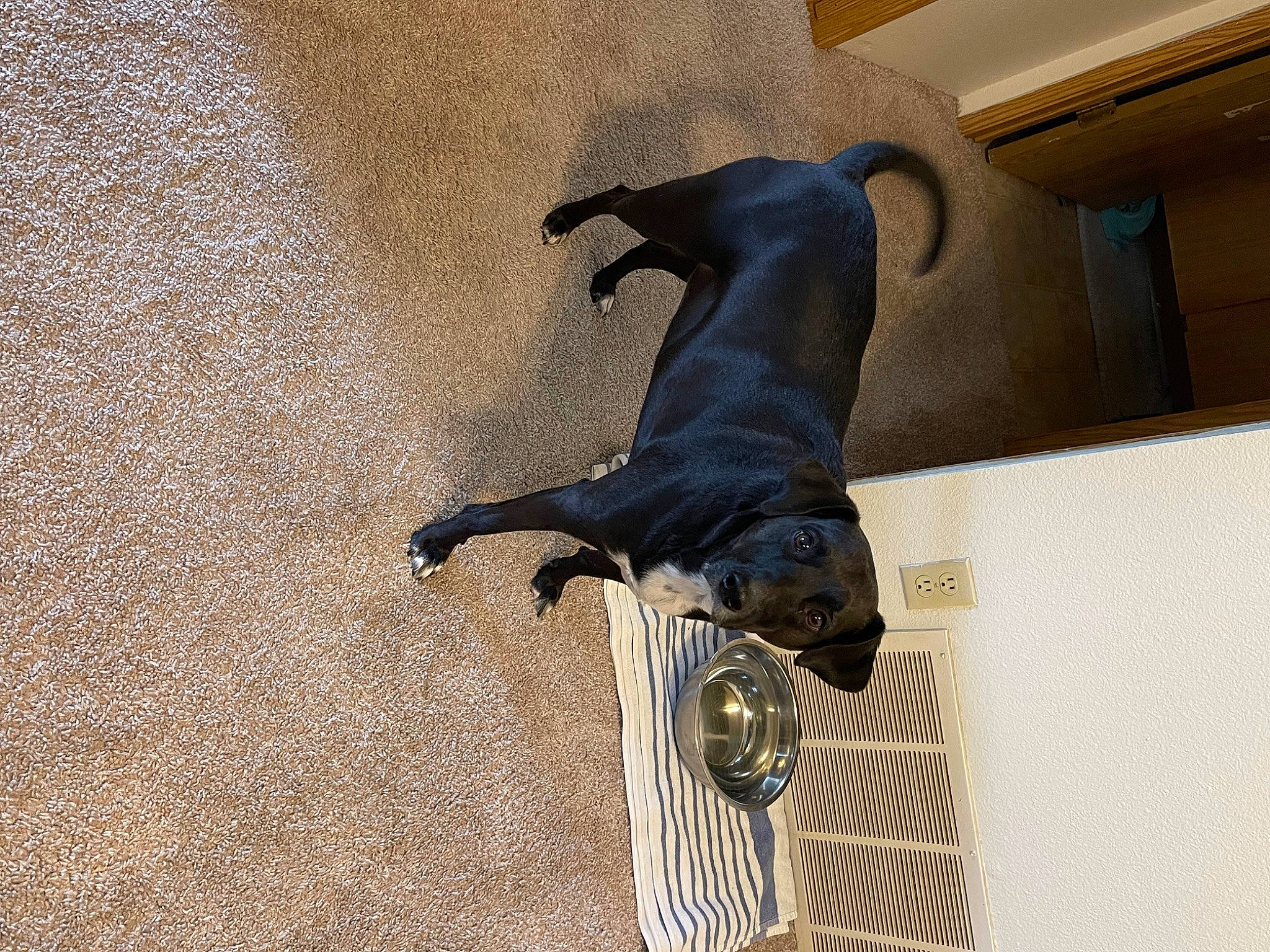 Avery is registered to the contest to win money with this photo: canidae, carnivore, comfort, companion_dog, dog, dog_breed, fawn, flooring, guard_dog, hardwood, liver, mammal, pet_supply, snout, sporting_group, tail, terrestrial_animal, toy_dog, wood, working_animal