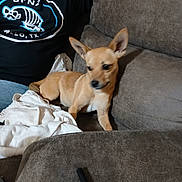Bubbles is registered to the contest to win money with this photo: dog, couch, person, blanket, indoor, pet, brown, shirt, graphic, resting, small_dog, fur, ears, sitting, relaxing, home, furniture, casual, animal, blur
