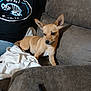 dog, couch, person, blanket, indoor, pet, brown, shirt, graphic, resting, small_dog, fur, ears, sitting, relaxing, home, furniture, casual, animal, blur