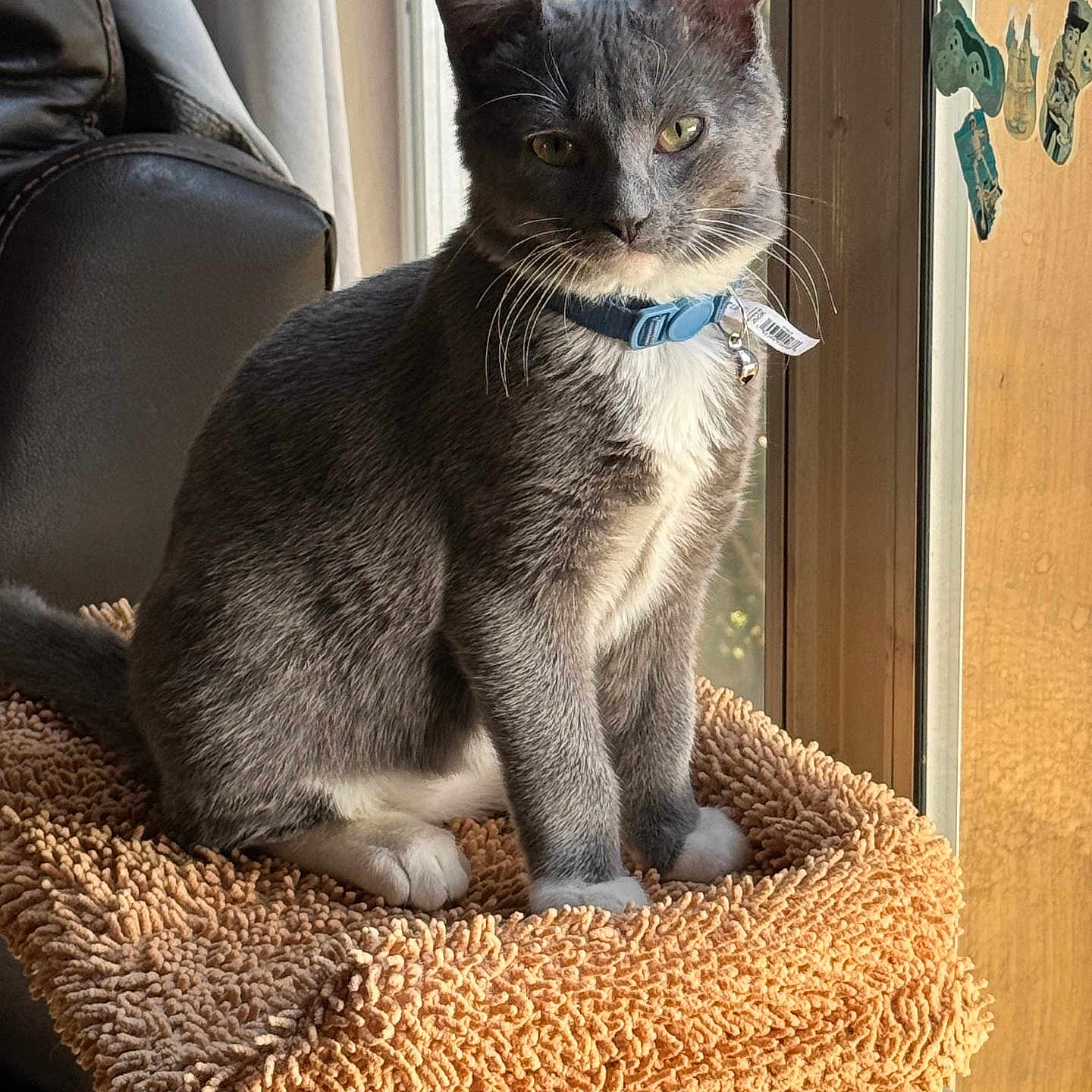 Milo is registered to the contest to win money with this photo: bell, carpet, cat, collar, cozy, eyes, feline, fur, glass_door, grey_cat, indoor, perch, portrait, relaxed, sitting, sticker, sunlight, whiskers, white_paws, window