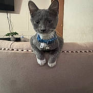 Milo joined the competition — help win amazing prizes! cat, kitten, gray_cat, blue_collar, bell, sofa, armrest, paws, whiskers, indoor, living_room, door, television, plant, water_bottle, portrait, cute, pet, feline, curious