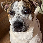 Teddy joined the competition — help win amazing prizes! animal, brown, close_up, companion, cute, dog, domestic, ears, eyes, face, friendly, fur, indoor, looking_up, mammal, nose, pet, speckled, white, wooden_floor