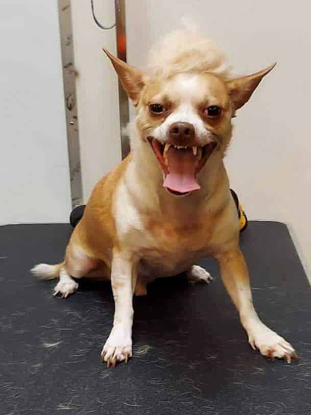 Cesar is registered to the contest to win money with this photo: canidae, carnivore, chihuahua, collar, companion_dog, dog, dog_breed, dog_supply, ear, eye, fawn, flooring, fur, head, sporting_group, tail, terrestrial_animal, toy_dog, whiskers, working_animal