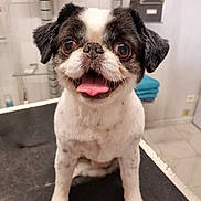 Mailo a rejoint le concours — aidez-le/la à gagner de superbes lots ! dog, pet, animal, grooming, happy, tongue_out, indoor, small_dog, cute, black_and_white, fur, face, eyes, ears, table, smile, portrait, sitting, floor, background