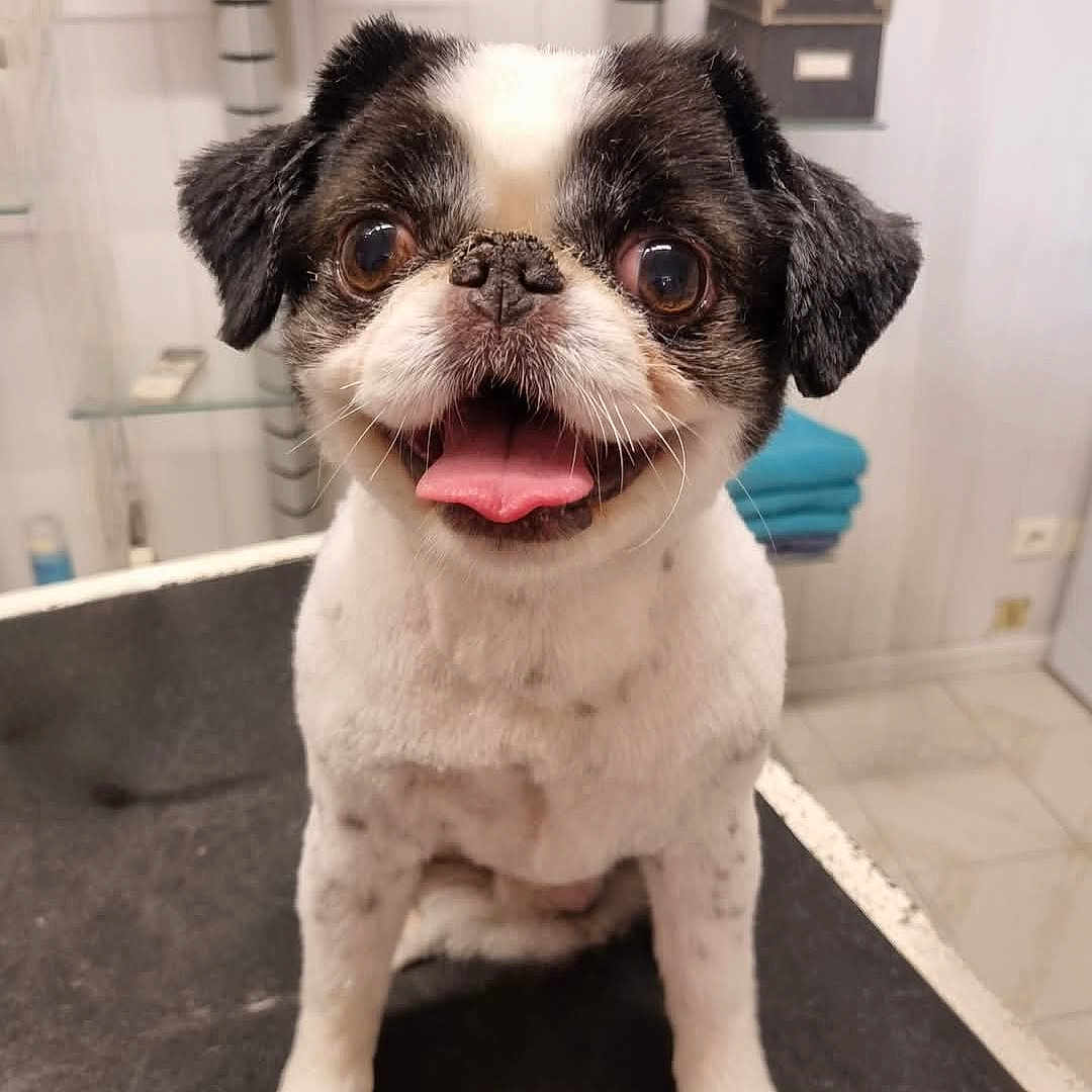 Mailo a rejoint le concours — aidez-le/la à gagner de superbes lots ! animal, background, black_and_white, cute, dog, ears, eyes, face, floor, fur, grooming, happy, indoor, pet, portrait, sitting, small_dog, smile, table, tongue_out