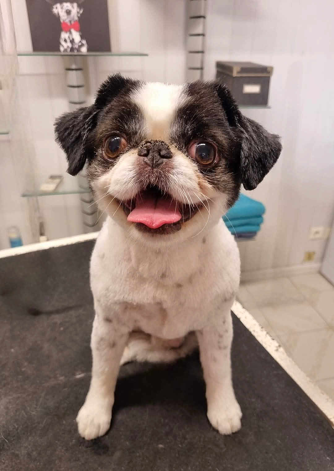 Mailo a rejoint le concours — aidez-le/la à gagner de superbes lots ! dog, pet, animal, grooming, happy, tongue_out, indoor, small_dog, cute, black_and_white, fur, face, eyes, ears, table, smile, portrait, sitting, floor, background