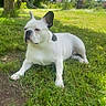 animal, canine, cute, daylight, dog, domestic_animal, french_bulldog, garden, grass, greenery, laying_down, mammal, nature, outdoor, park, pet, relaxing, summer, sunlight, tree