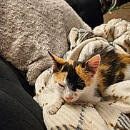 Princess is registered to the contest to win money with this photo: animal, blanket, calico, cat, comfortable, couch, cozy, cute, ears, fur, furniture, home, indoor, kitten, nap, pet, resting, sleeping, soft, whiskers