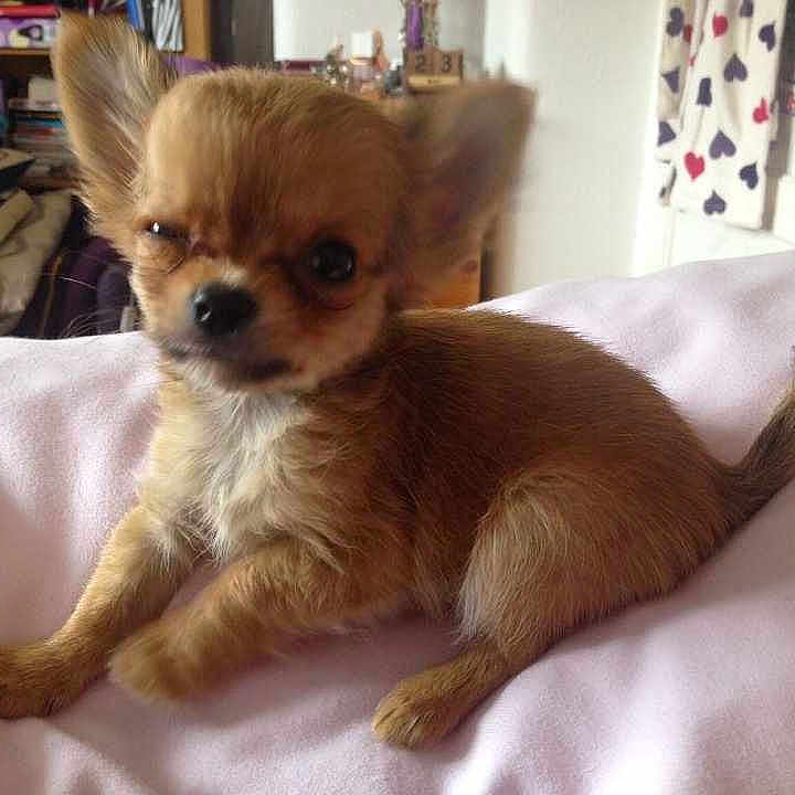 Ludo