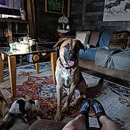 Cowboy is registered to the contest to win money with this photo: dog, small_dog, person, legs, socks, rug, coffee_table, couch, pillows, blanket, painting, lamp, wooden_furniture, living_room, indoor, decor, window, floor, relaxation, pet