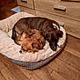 Chouky participe au concours pour gagner de l'argent avec cette photo : dog, sleeping, dog_bed, brown_dog, fluffy_dog, wood_floor, indoor, cozy, pet, animal, resting, furniture, cabinet, cute, companions, two_dogs, peaceful, nap, home, domestic