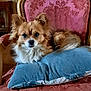 Chouky a rejoint le concours — aidez-le/la à gagner de superbes lots ! dog, small_dog, fluffy_fur, brown_and_white, armchair, pink_fabric, blue_pillow, indoor, pet, resting, looking_at_camera, vintage_furniture, living_room, cozy, domestic_animal, cute, companion, fur, animal, relaxed