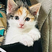 Sophia joined the competition — help win amazing prizes! adorable, animal, calico, cat, close_up, cozy, curious, cute, ears, furry, indoor, kitten, paws, pet, portrait, resting, snug, soft_texture, whiskers, young