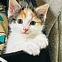 adorable, animal, calico, cat, close_up, cozy, curious, cute, ears, furry, indoor, kitten, paws, pet, portrait, resting, snug, soft_texture, whiskers, young