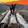 Mollie is registered to the contest to win money with this photo: adventure, animal, black_dog, canine, dog, exploration, forest, hiking, landscape, logs, mountains, nature, outdoor, scenic, sunlight, sunset, trail, walking, wilderness, wood