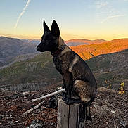Mollie is registered to the contest to win money with this photo: animal, canine, clouds, collar, dog, forest, hill, landscape, mountains, nature, outdoor, peaceful, rocky_ground, scenic, silhouette, sky, sunset, tree_stump, twilight, wildlife