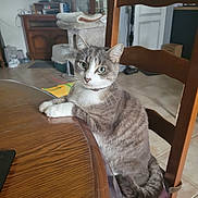 Tigri a rejoint le concours — aidez-le/la à gagner de superbes lots ! cat, tabby_cat, chair, wooden_table, indoor, pet, feline, green_eyes, curious, sitting, household, living_room, cat_tree, floor_tiles, television, furniture, domestic_animal, whiskers, paws, cozy