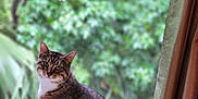 Pegan joined the competition — help win amazing prizes! animal, blurred_background, cat, curtains, daylight, domestic_cat, ears, eyes, fur, greenery, houseplant, indoor, looking, nature, pet, resting, soft_surface, tabby_cat, whiskers, window