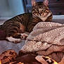 Pegan is registered to the contest to win money with this photo: animal, bed, blanket, cat, cozy, curious, cute, domestic, fur, furniture, indoor, mammal, paws, pet, relaxed, resting, sleepy, soft, tabby, whiskers