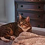 Pegan is registered to the contest to win money with this photo: animal, bed, blanket, cat, comfort, cozy, cute, domestic, dormitory, ears, fur, furniture, indoor, paws, pet, relaxed, resting, sleepy, tabby, whiskers