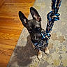 puppy, dog, rope_toy, blue_eyes, ears, carpet, wooden_floor, indoor, pet, animal, playing, knots, looking_up, cute, young_dog, floor, fur, domestic_animal, toy, home