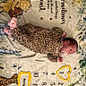 newborn, baby, infant, sleeping, pacifier, leopard_print, onesie, milestone_blanket, teddy_bear, winnie_the_pooh, plush_toy, nursery, lying_down, portrait, face, hands, feet, floral_pattern, blanket, indoor