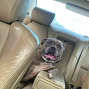 Polo is registered to the contest to win money with this photo: animal, backseat, beige, canine, car_interior, closeup, daylight, dog, domestic_animal, happy, headrest, leather_seat, pet, relaxed, seatbelt, smiling, tongue_out, transport, vehicle, window