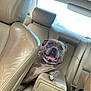 animal, backseat, beige, canine, car_interior, closeup, daylight, dog, domestic_animal, happy, headrest, leather_seat, pet, relaxed, seatbelt, smiling, tongue_out, transport, vehicle, window