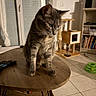 animal, bookshelf, cat, cat_tree, cozy, curious, domestic_cat, ears, feline, fur, home, indoor, living_room, pet_toys, shadow, tabby, table, tile_floor, whiskers, wooden_table