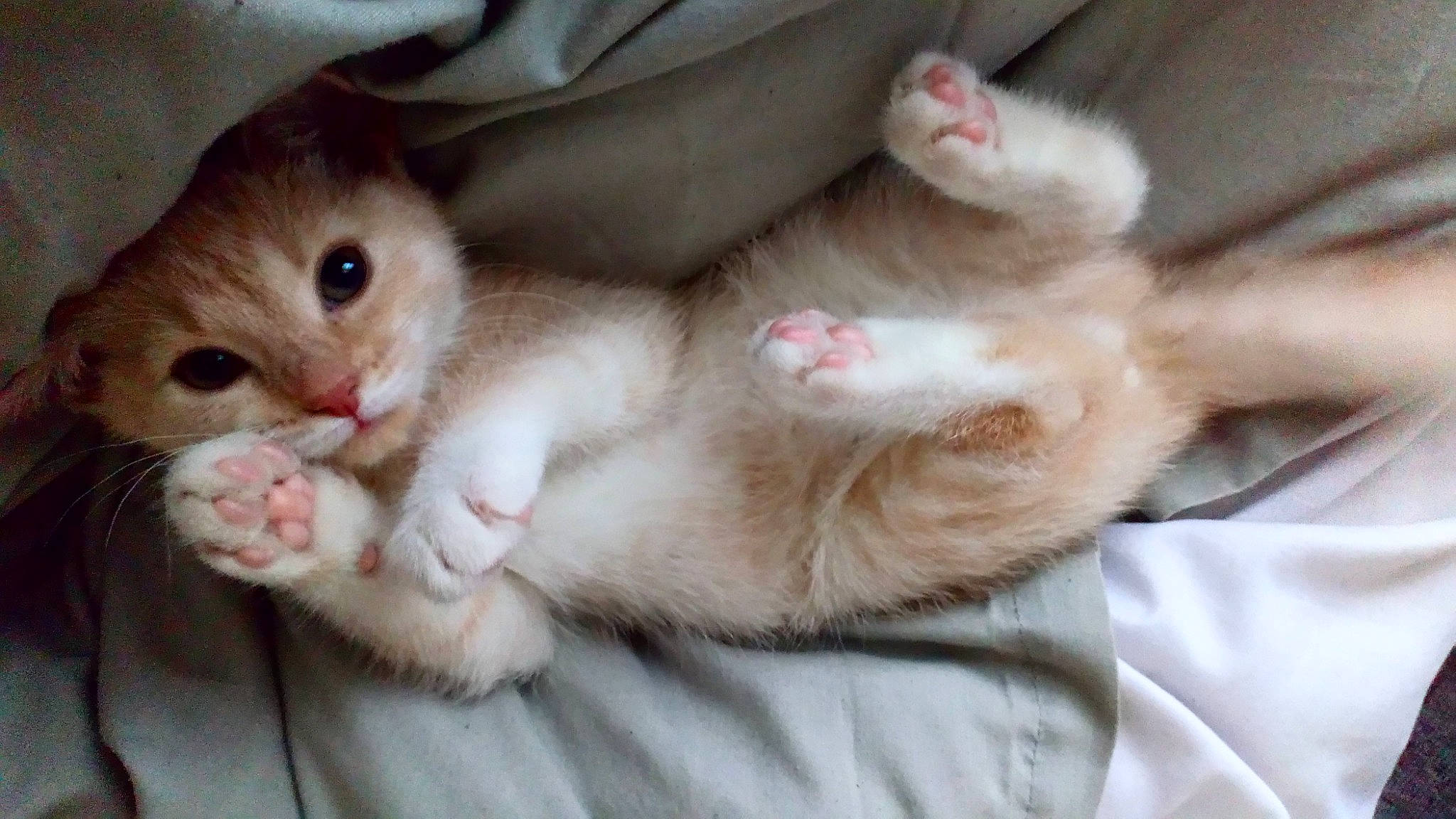 Crumpet joined the competition — help win amazing prizes! aegean_cat, american_curl, asian, carnivore, cat, claw, eye, fawn, felidae, iris, kitten, mammal, paw, polydactyl_cat, singapura, skin, small_to_medium_sized_cats, snout, vertebrate, whiskers