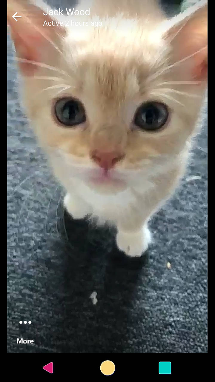 Crumpet joined the competition — help win amazing prizes! asian, burmilla, carnivore, cat, domestic_short_haired_cat, eye, fawn, felidae, kitten, mammal, munchkin, ojos_azules, photo_caption, photography, polydactyl_cat, singapura, small_to_medium_sized_cats, snout, vertebrate, whiskers