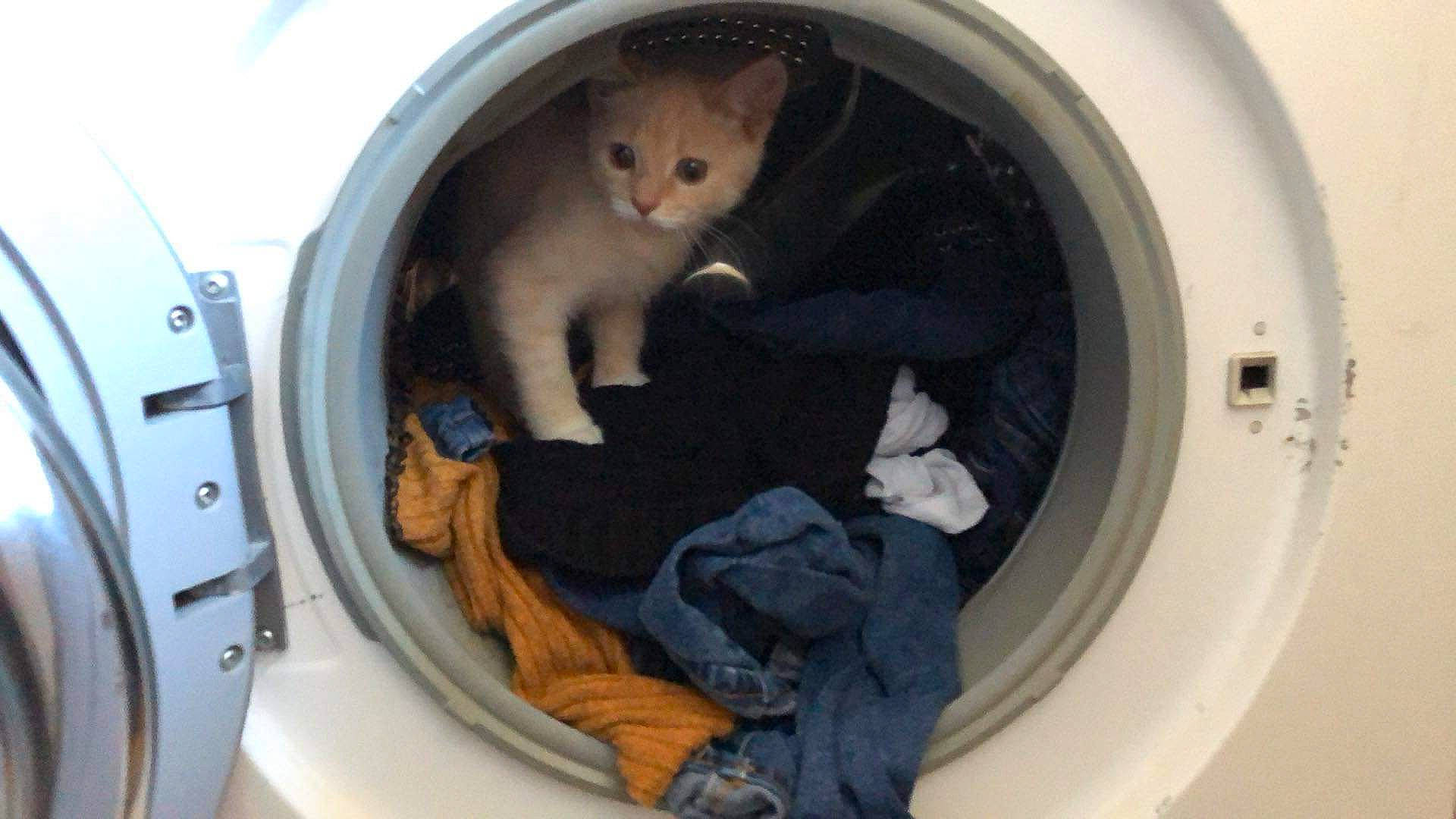Crumpet is registered to the contest to win money with this photo: cat, clothes_dryer, comfort, home_appliance, laundry, major_appliance, washing, washing_machine