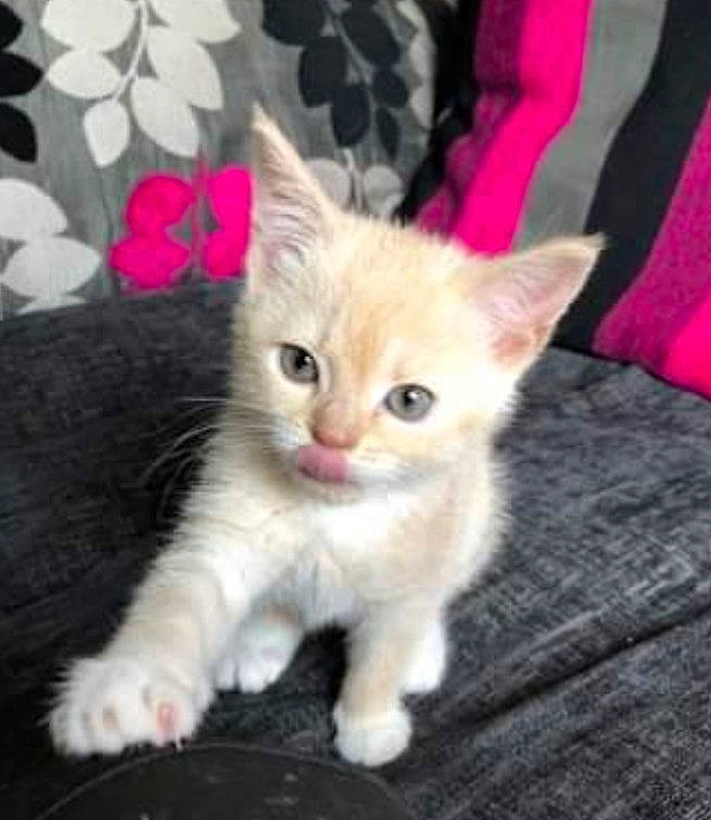 Crumpet joined the competition — help win amazing prizes! american_wirehair, arabian_mau, asian, carnivore, cat, domestic_short_haired_cat, european_shorthair, fawn, felidae, german_rex, kitten, mammal, munchkin, polydactyl_cat, small_to_medium_sized_cats, tabby_cat, tail, turkish_angora, vertebrate, whiskers