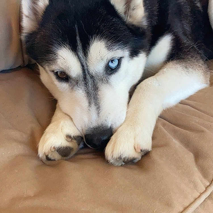 Bella joined the competition — help win amazing prizes! animal, beige, blue_eye, brown_eye, canine, closeup, couch, cute, dog, ears, face, fur, heterochromia, husky, indoors, laying, mammal, paw, pet, resting