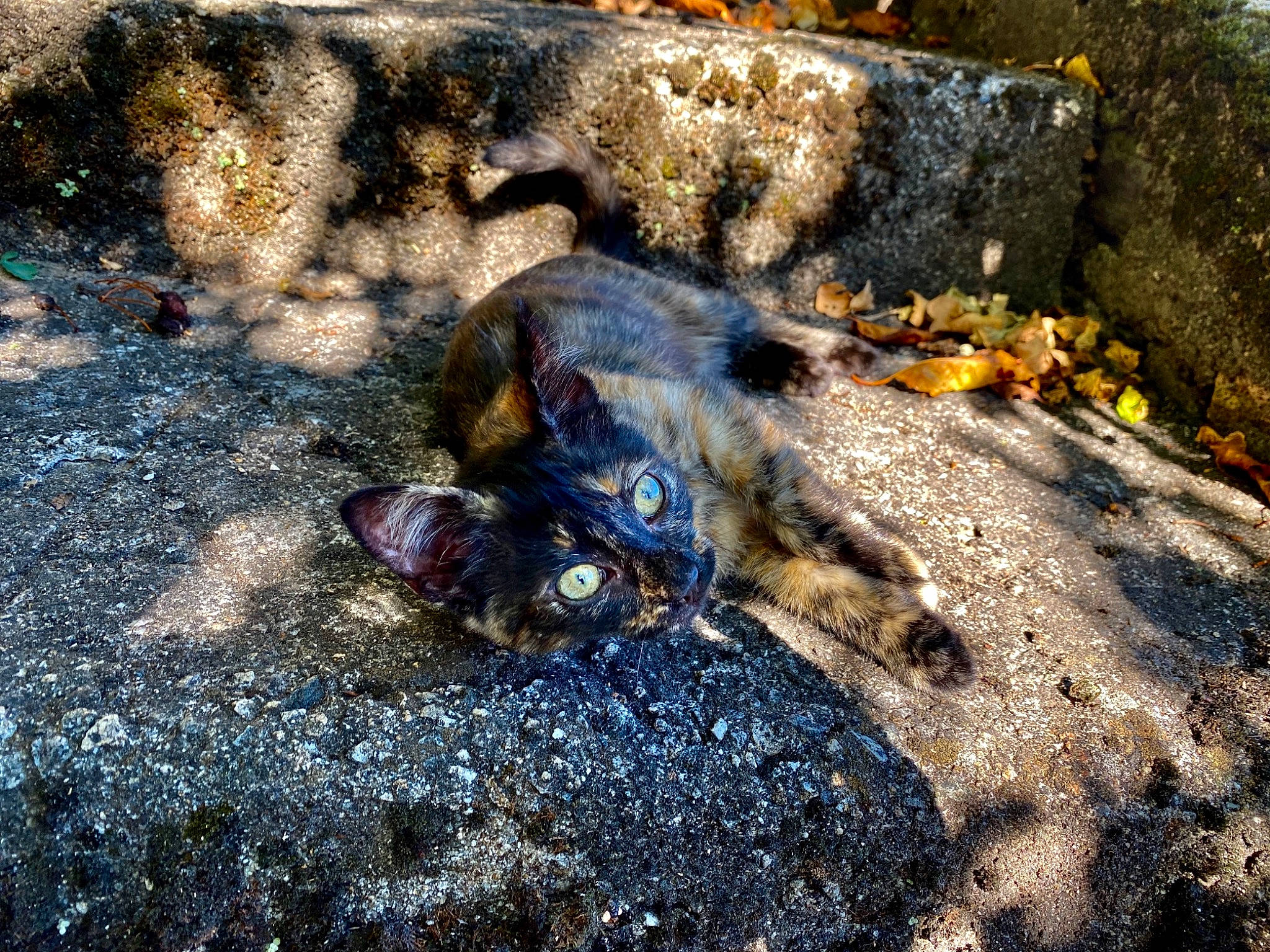 Truffe a rejoint le concours — aidez-le/la à gagner de superbes lots ! asphalt, bedrock, dog_breed, electric_blue, fawn, felidae, grass, landscape, plant, road_surface, rock, shadow, small_to_medium_sized_cats, soil, tail, terrestrial_animal, trail, wilderness, wildlife, wood