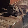 Whiskers joined the competition — help win amazing prizes! cat, fluffy_cat, indoor, wooden_floor, wooden_wall, reflection, glass_surface, dim_lighting, pet, animal, relaxing, feline, shadow, home_interior, floor_tiles, resting, domestic_cat, quiet, cozy, calm