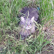 Whiskers joined the competition — help win amazing prizes! cat, gray_cat, grass, green, outdoor, animal, pet, nature, wildlife, fur, eyes, face, whiskers, sitting, camouflage, flora, field, curious, mammal, closeup