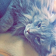 Whiskers joined the competition — help win amazing prizes! animal, armrest, calm, cat, closeup, cozy, cute, domestic_animal, fluffy, fur, furniture, gray_cat, indoor, lounging, mammal, pet, relaxed, resting, sleepy, whiskers