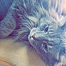 animal, armrest, calm, cat, closeup, cozy, cute, domestic_animal, fluffy, fur, furniture, gray_cat, indoor, lounging, mammal, pet, relaxed, resting, sleepy, whiskers