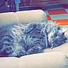 Whiskers is registered to the contest to win money with this photo: animal, armchair, cat, checkered_floor, cozy, cute, domestic_cat, dormant, feline, floor_tiles, fluffy, furniture, gray_cat, indoor, orange_tiles, pet, relaxed, resting, white_tiles, wooden_dresser