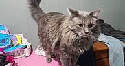 Whiskers joined the competition — help win amazing prizes! cat, gray_cat, fluffy_fur, indoor, table, pink_table, sneakers, shoe, bag, stitch_character, clothing, jeans, wooden_furniture, whiskers, pet, domestic_animal, fur, tail, curious, room