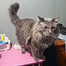 cat, gray_cat, fluffy_fur, indoor, table, pink_table, sneakers, shoe, bag, stitch_character, clothing, jeans, wooden_furniture, whiskers, pet, domestic_animal, fur, tail, curious, room