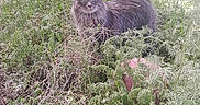 Whiskers joined the competition — help win amazing prizes! alert, animal, cat, ears, eyes, feline, fur, grass, gray_cat, greenery, mammal, nature, outdoor, pet, plants, shade, shrubbery, tail, whiskers, wilderness