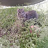 Whiskers joined the competition — help win amazing prizes! cat, gray_cat, outdoor, greenery, plants, nature, feline, animal, pet, fur, ears, eyes, shade, shrubbery, wilderness, alert, mammal, whiskers, tail, grass