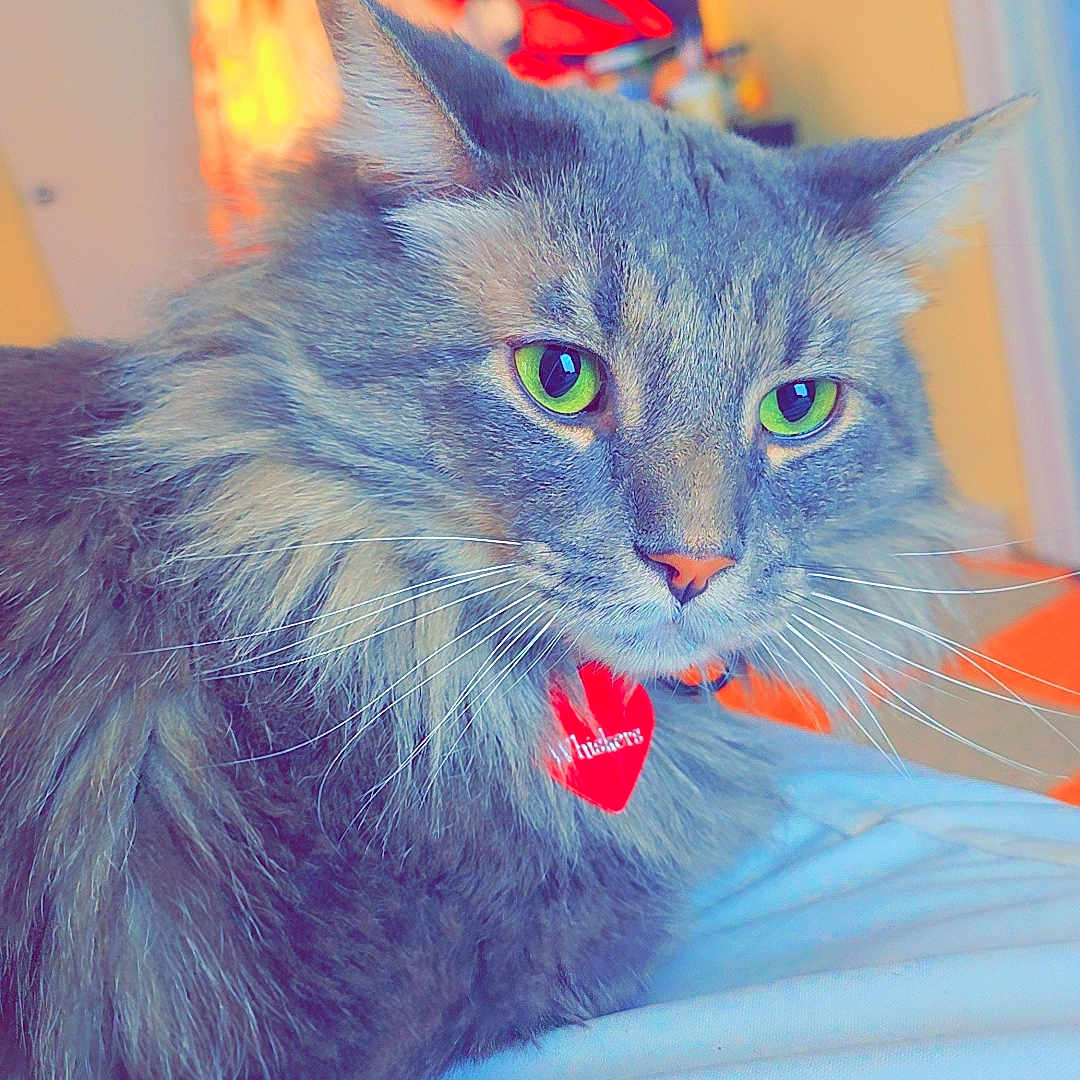 Whiskers